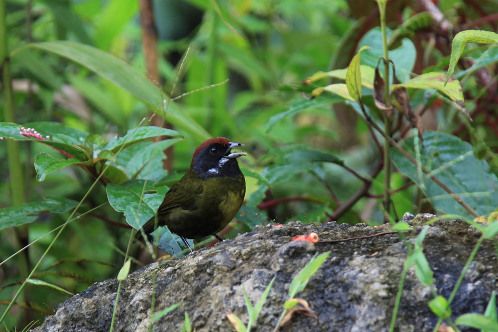 Sooty-faced Finch